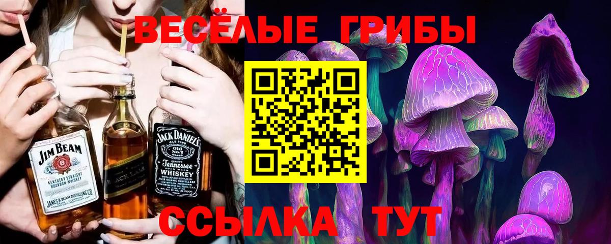 Псилоцибиновые грибы Psilocybe Мичуринск